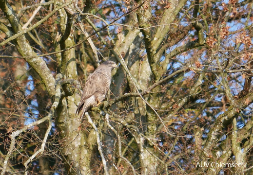 Mäusebussard