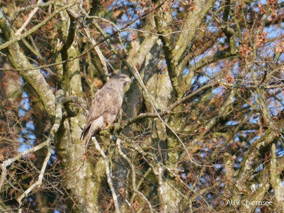 Mäusebussard