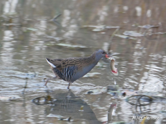 Wasserralle mit Hecht