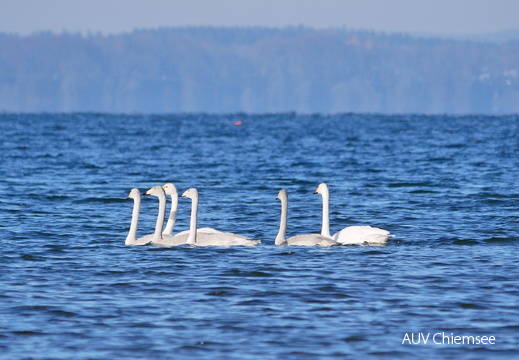 Singschwan