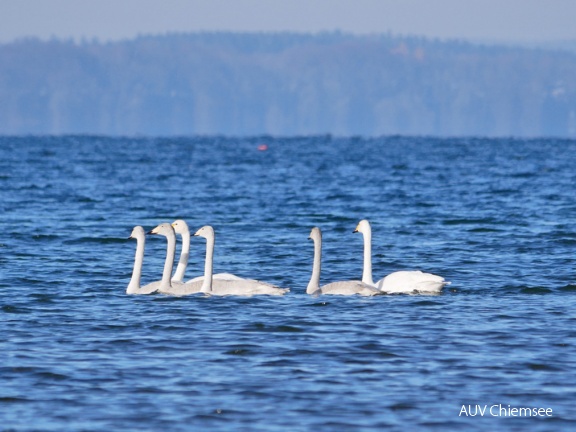 Singschwan