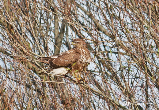 Mäusebussard
