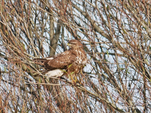 Mäusebussard