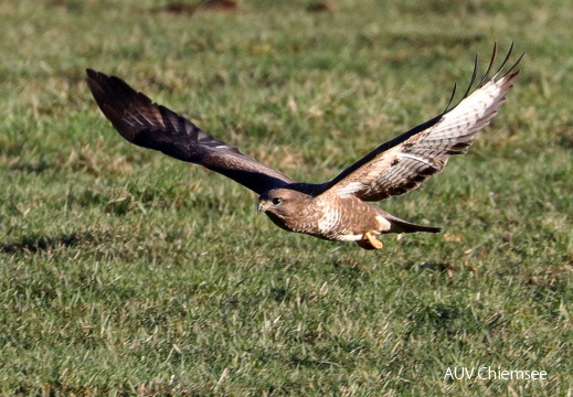 Mäusebussard 
