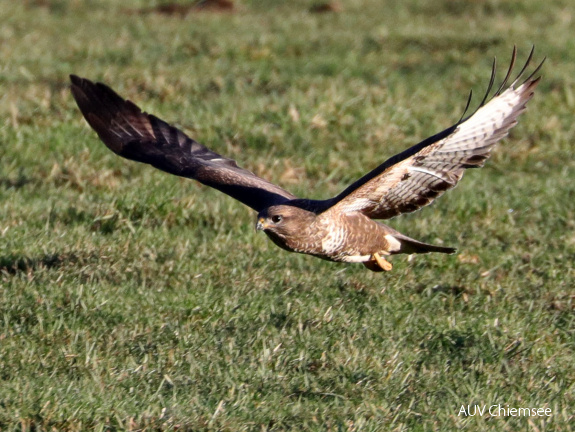 Mäusebussard 