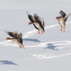 Graugänse im Landeanflug