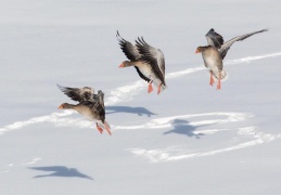 Graugänse im Landeanflug