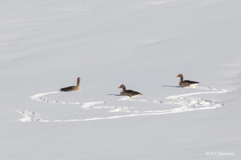 AktNatBeo-190111-ah-Graugaense_im_Tiefschnee_HB_(2).jpg