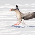 Graugans im Landeanflug