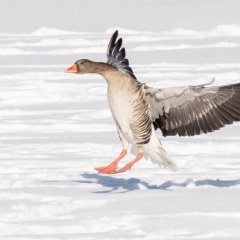 Graugans im Landeanflug