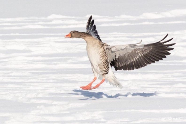 Graugans im Landeanflug
Mit einem Klick! zur Fotogeschichte mit weiteren Bildern
Hirschauer Bucht / 11. Januar 2019 / Foto: Andreas Hartl
AktNatBeo-190111-ah-Graugaense_im_Tiefschnee_HB_(1).jpg