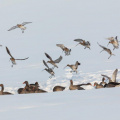 Brachvögel & Graugänse