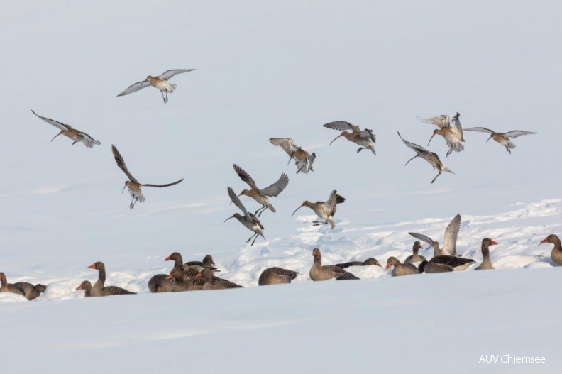 Brachvögel landen zwischen Graugänsen
Mit einem Klick! zur Fotogeschichte mit weiteren Bildern
Hirschauer Bucht / 11. Januar 2019 / Foto: Andreas Hartl
AktNatBeo-190111-ah-Brachvoegel_landen_zwischen_Graugaensen_HB.jpg