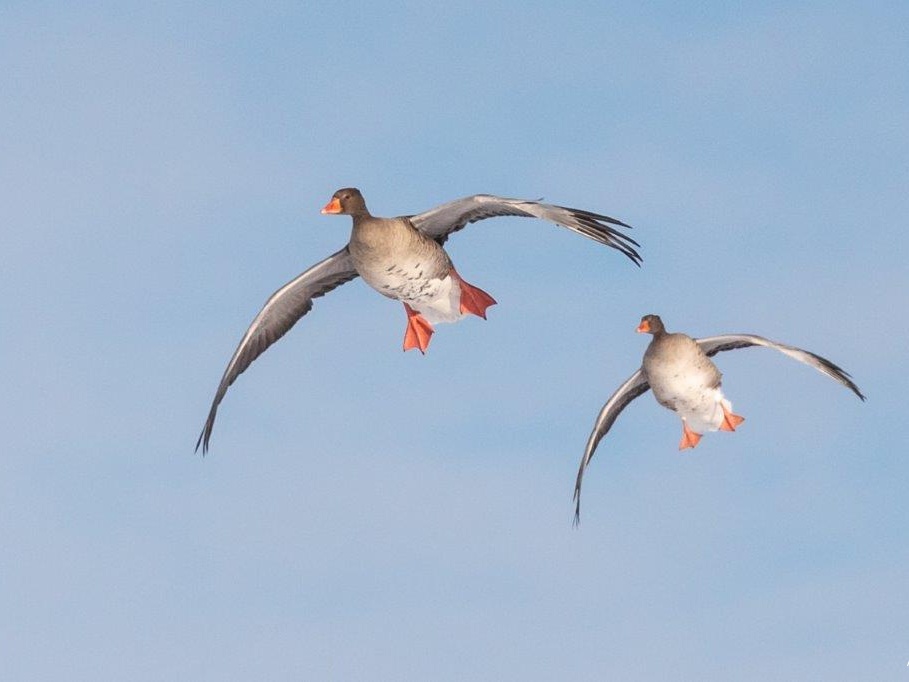 Graugänse im Landeanflug