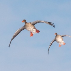 Graugänse im Landeanflug