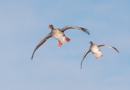 Graugänse im Landeanflug