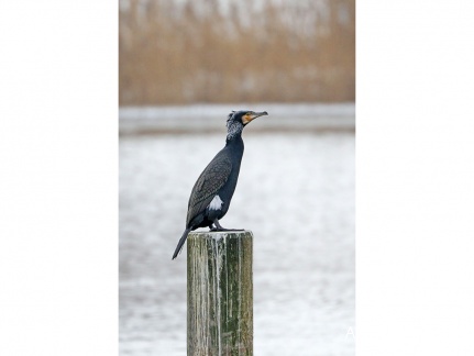 Kormoran im Prachtkleid