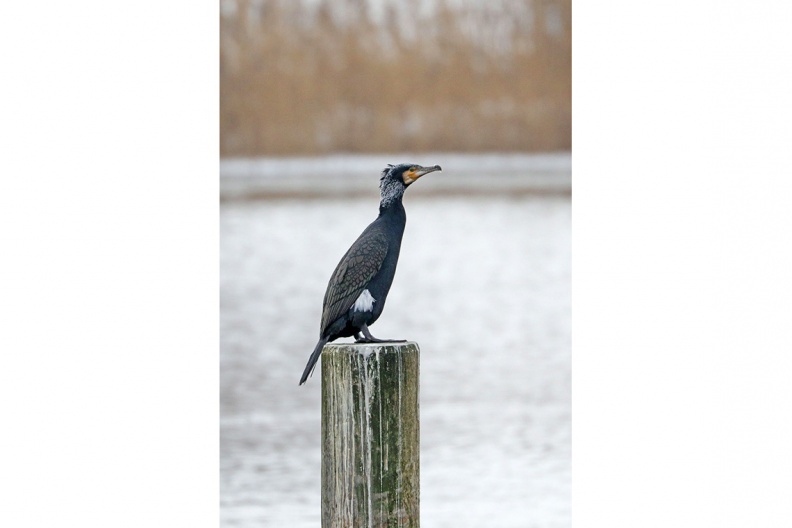 AktNatBeo-190122-hw-08-Kormoran-im-Prachtkleid,-weisser-Schenkelfeck,-Scheitel-u.-Nacken-mit-weissen-Federn-durchsetzt-Feldwies-01.2019_8C3A8009-h-1140pix.jpg