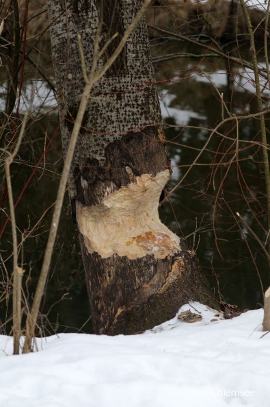 AktNatBeo-190122-hw-01_Biber_Verbiss_Rimsting_01.2019_8C3A7803.jpg