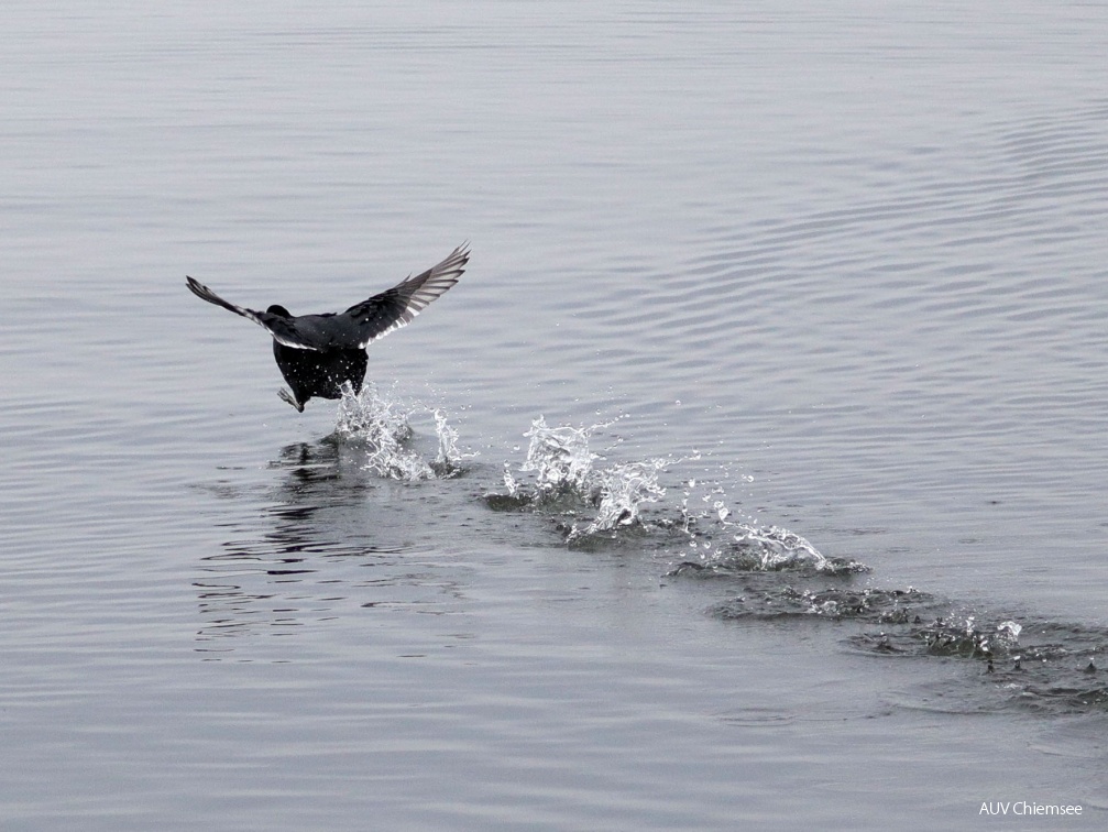 "Running" Bläßhuhn