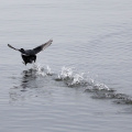 "Running" Bläßhuhn