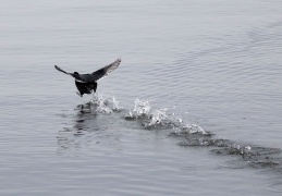 "Running" Bläßhuhn