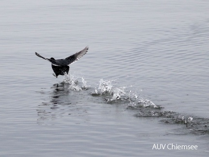 "Running" Bläßhuhn