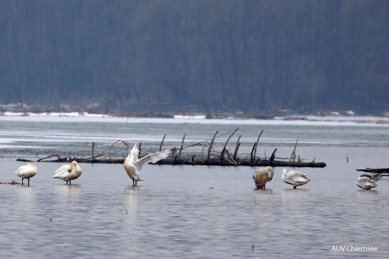 AktNatBeo-190122-hw-03_sechs_Singschwaene,_2_Erwachsene_und_4_Jungschwaene_Hirschauer_Bucht_01.2019_8C3A7917.jpg