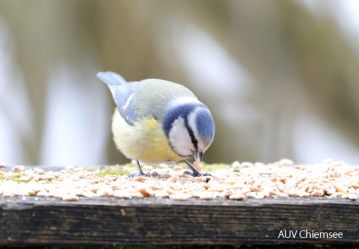 Blaumeise