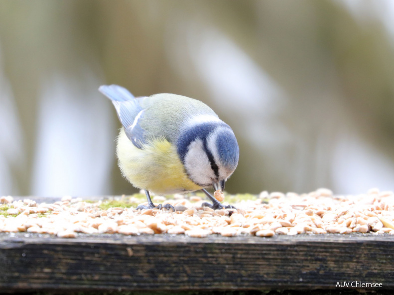 Blaumeise