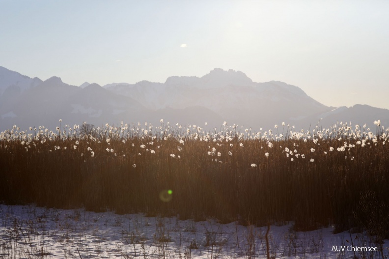Chiemgauer Alpenlandschaft
Mit einem Klick! zur Fotogeschichte mit weiteren Bildern
Hirschauer Bucht / 31.01.2019 / Foto: Hans Wolf
AktNatBeo-190131-hw-20_Chiemgauer_Alpenlandschaft_Hirschauer_Bucht_01.2019_8C3A9268.jpg