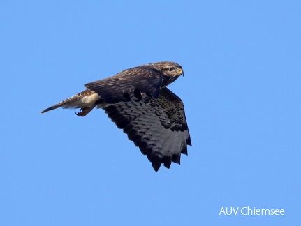 Mäusebussard 