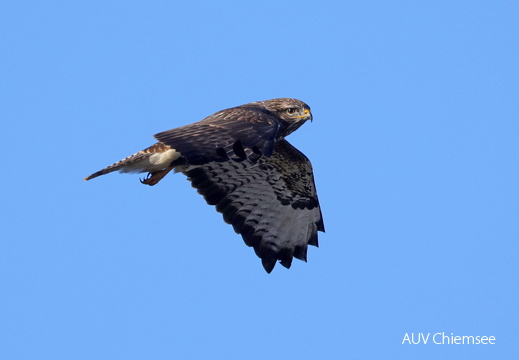 Mäusebussard 