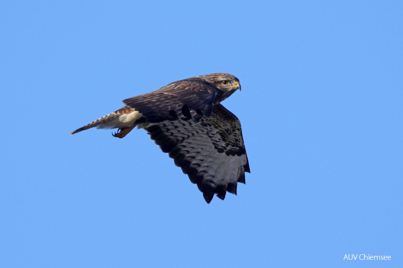 AktNatBeo-190131-hw-04_Maeusebussard_Hirschauer_Bucht_01.2019_8C3A8918.jpg