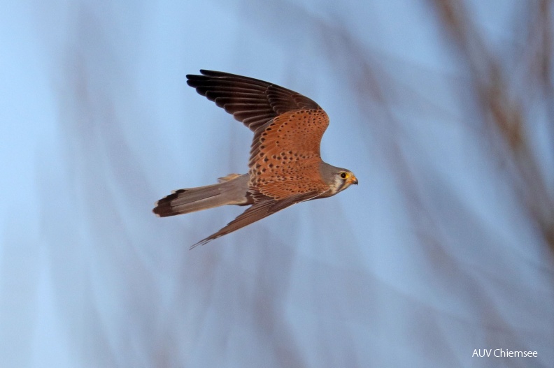 AktNatBeo-190131-hw-10_Turmfalke_Hirschauer_Bucht_01.2019_8C3A9129-1.jpg