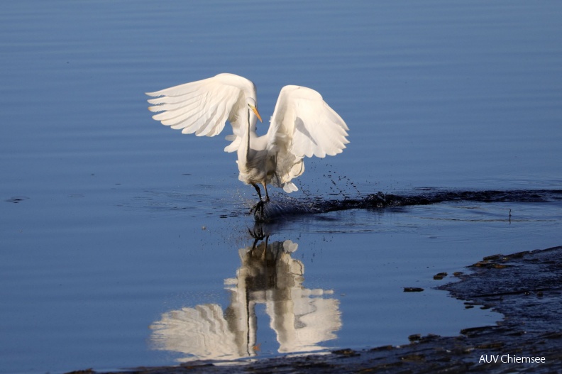 AktNatBeo-190131-hw-13_Silberreiher_bei_der_Jagd_Hirschauer_Bucht_01.2019_8C3A9146.jpg