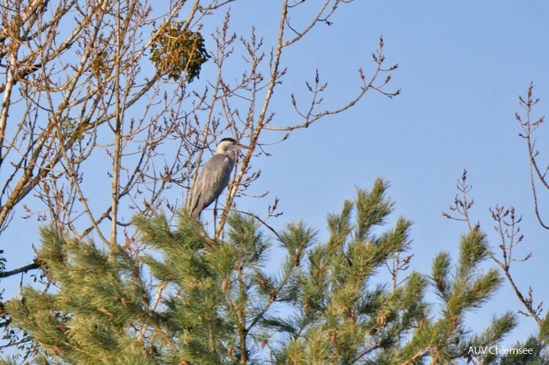 Graureiher
Mit einem Klick! zur Fotogeschichte mit weiteren Bildern
Schafwaschener Bucht / 3. März 2019 / Foto: Johannes Almer
AktNatBeo-190303-ja-5_Graureiher-1140pix.jpg