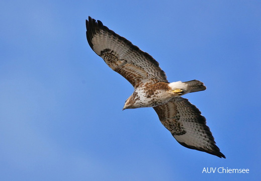 Mäusebussard