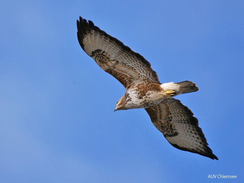 Mäusebussard