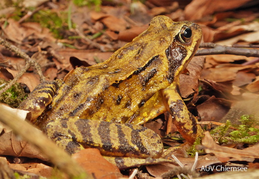 Grasfrosch