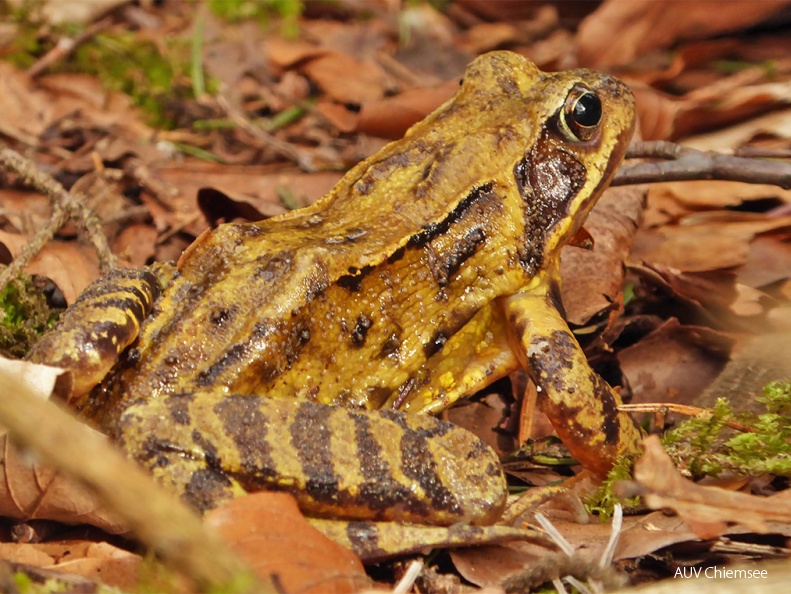 Grasfrosch