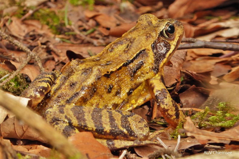 Grasfrosch
Mit einem Klick! zur Fotogeschichte mit weiteren Bildern
Samerberger Filze / 9. März 2019 / Foto: Dagmar Haitzinger
AktNatBeo-190309-dh-Frosch-P1110533-1140pix.JPG