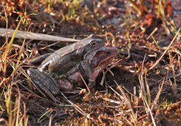 Grasfrosch-Paar