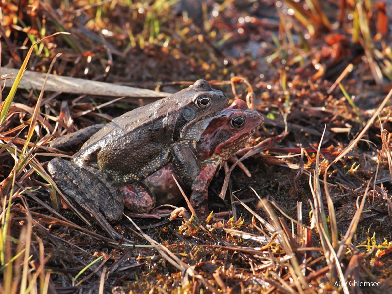 Grasfrosch-Paar