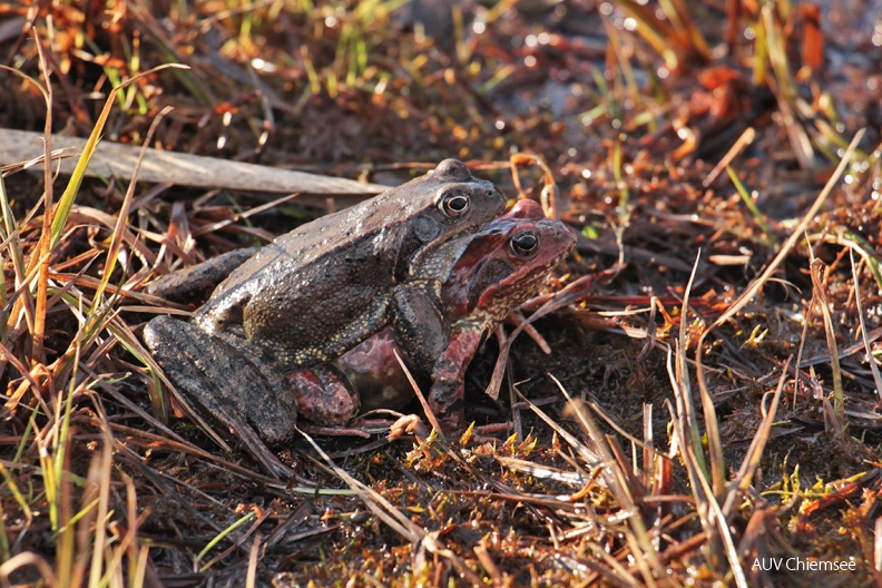 Grasfrosch-Paar unterwegs
Mit einem Klick! zur Fotogeschichte mit weiteren Bildern
Samerberger Filze / 10. März 2019 / Foto: Dagmar Haitzinger
AktNatBeo-190310-dh-14_Grasfrosch-Paar_unterwegs-1140pix.JPG