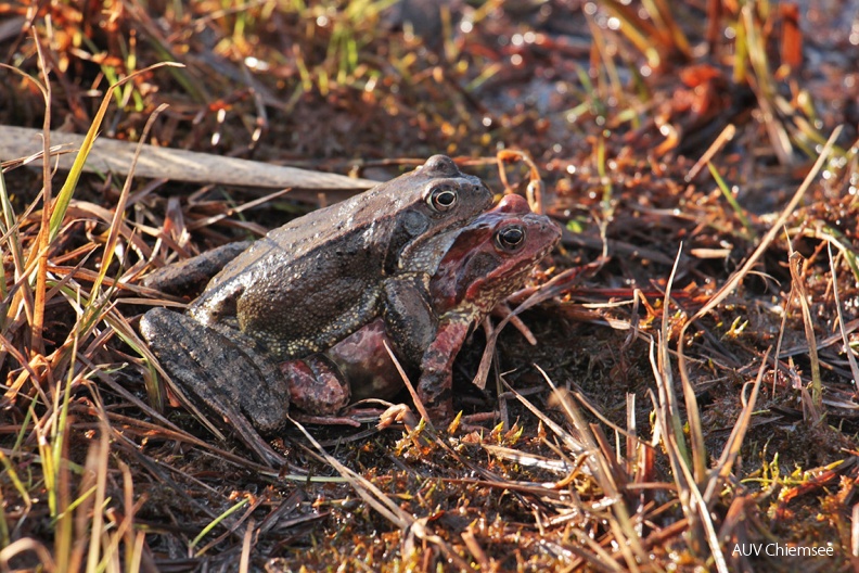 AktNatBeo-190310-dh-14_Grasfrosch-Paar_unterwegs-1140pix.JPG