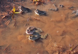 Grasfroschgruppe