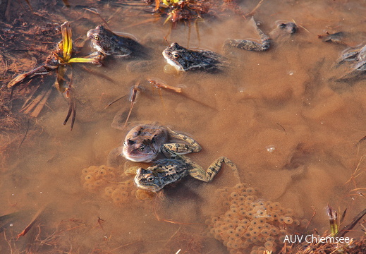 Grasfroschgruppe