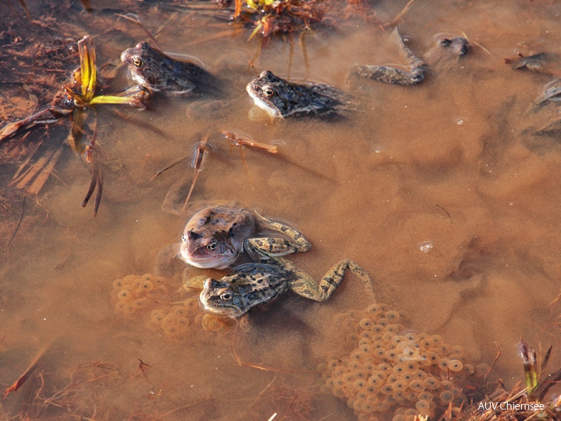 Grasfroschgruppe