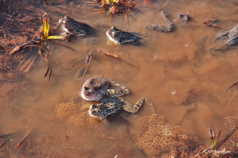 Grasfroschgruppe in Aktion
Mit einem Klick! zur Fotogeschichte mit weiteren Bildern
Samerberger Filze / 10. März 2019 / Foto: Dagmar Haitzinger
AktNatBeo-190310-dh-10_Grasfroschgruppe_in_Aktion-1140pix.JPG